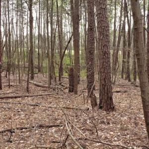 Photo #21 of Deal, Mooresville, NC 49.3 acres