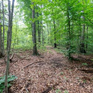 Photo #30 of Allens Creek Rd, Gladstone, VA 86.8 acres