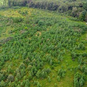 Photo #21 of 62 Grandmas Hill Road, Amherst, VA 62.0 acres