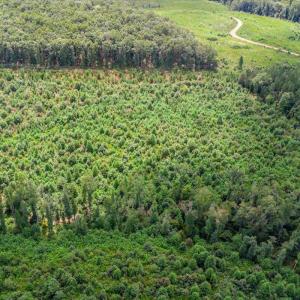 Photo #14 of 62 Grandmas Hill Road, Amherst, VA 62.0 acres