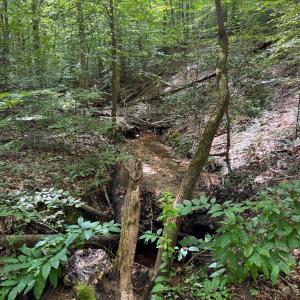 Photo #6 of Holiday Lake Road, Appomattox, VA 5.0 acres