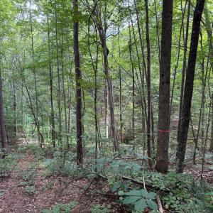Photo #2 of Holiday Lake Road, Appomattox, VA 5.0 acres