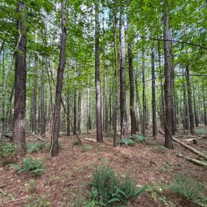 Photo #5 of Holiday Lake Road, Appomattox, VA 5.0 acres