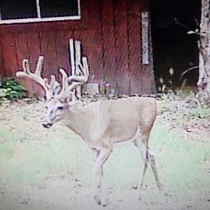 Photo #3 of 3523 Beverly Town Rd, Monroe, VA 4.8 acres