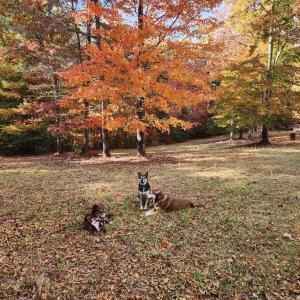 Photo #14 of 3523 Beverly Town Rd, Monroe, VA 4.8 acres