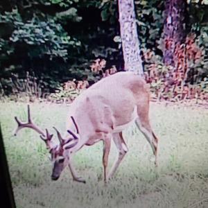 Photo #13 of 3523 Beverly Town Rd, Monroe, VA 4.8 acres