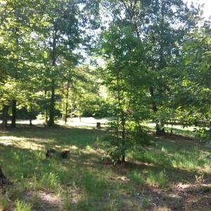 Photo #8 of 3523 Beverly Town Rd, Monroe, VA 4.8 acres