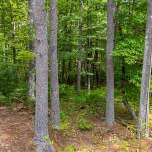 Photo #20 of 3523 Beverly Town Rd, Monroe, VA 4.8 acres