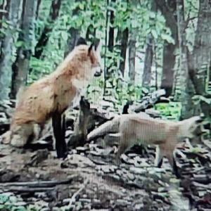 Photo #15 of 3523 Beverly Town Rd, Monroe, VA 4.8 acres