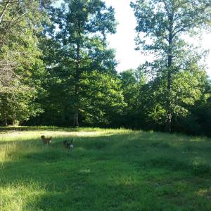 Photo #10 of 3523 Beverly Town Rd, Monroe, VA 4.8 acres
