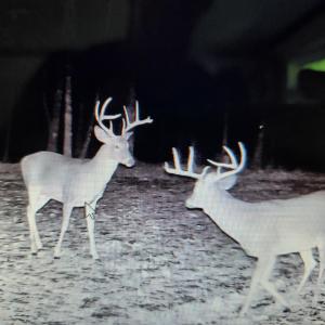 Photo #13 of 3523 Beverly Town Rd, Monroe, VA 4.8 acres