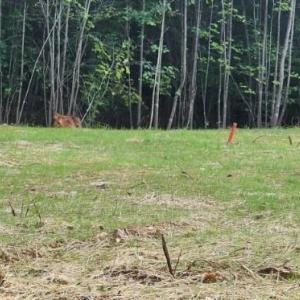 Photo #11 of Buccaneer Road, Moneta, VA 0.4 acres