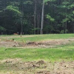 Photo #13 of Buccaneer Road, Moneta, VA 0.4 acres