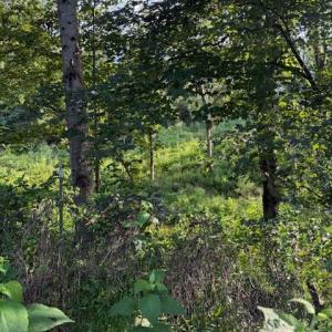 Photo #3 of Huntington Drive, Bedford, VA 5.1 acres