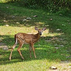 Photo #18 of 25 Riley Run Road, Forest, VA 2.1 acres