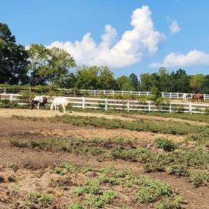 Photo #33 of 25 Riley Run Road, Forest, VA 2.1 acres