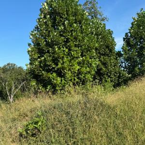 Photo #2 of 925 Elmwood Avenue, Lynchburg, VA 0.2 acres