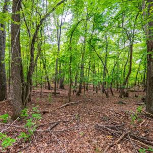 Photo #18 of Atwell Lane, Keysville, VA 39.8 acres