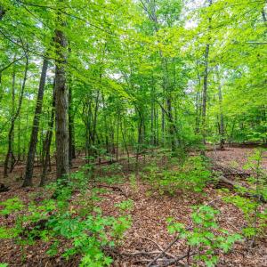 Photo #19 of Atwell Lane, Keysville, VA 39.8 acres