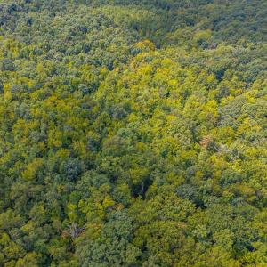 Photo #12 of Atwell Lane, Keysville, VA 39.8 acres