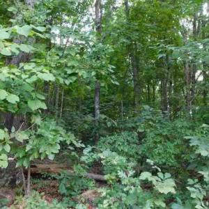 Photo #4 of 14811 Kings Highway, Drakes Branch, VA 24.2 acres