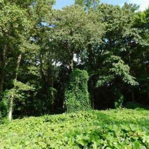 Photo #5 of 14811 Kings Highway, Drakes Branch, VA 24.2 acres