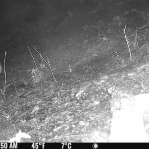 Photo #14 of Coles Ferry Road, Nathalie, VA 63.0 acres