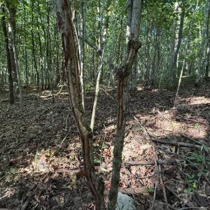 Photo #14 of Shiloh Church Road, Bedford, VA 8.0 acres