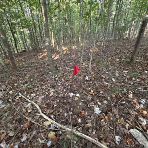 Photo #9 of Shiloh Church Road, Bedford, VA 8.0 acres