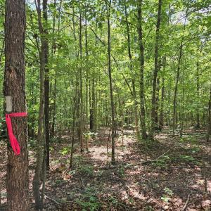 Photo #19 of James Anderson Highway, Gladstone, VA 100.0 acres