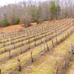 Photo #18 of Waughs Ferry Xing, Monroe, VA 77.3 acres