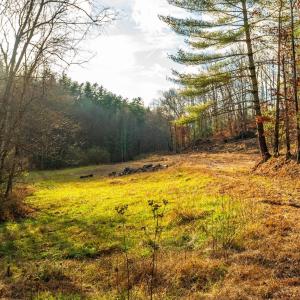 Photo #10 of Waughs Ferry Xing, Monroe, VA 77.3 acres