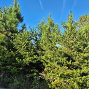 Photo #2 of Fort Drive, Pamplin, VA 3.2 acres