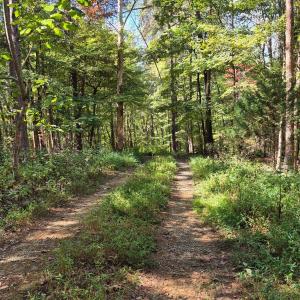 Photo #4 of Isle of Pines Drive, Moneta, VA 2.1 acres