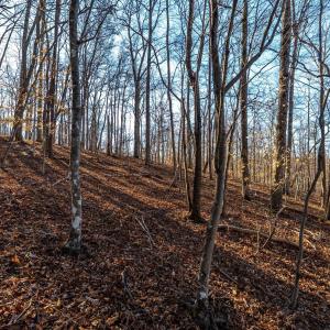 Photo #58 of 8 Cottage Charm, Goode, VA 8.7 acres