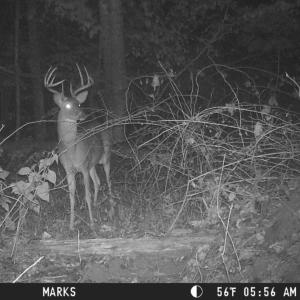 Photo #22 of 2417 Hunting Lodge Road, Schuyler, VA 66.7 acres