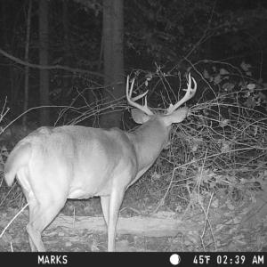 Photo #23 of 2417 Hunting Lodge Road, Schuyler, VA 66.7 acres