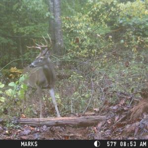 Photo #21 of 2417 Hunting Lodge Road, Schuyler, VA 66.7 acres