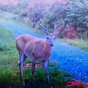 Photo #3 of WEST PERCH RD, Monroe, VA 21.0 acres