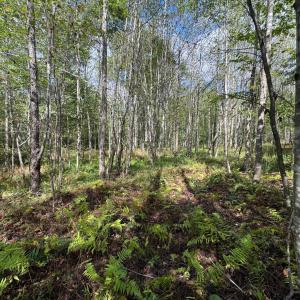 Photo #6 of Mountain Ridge Lane, Shipman, VA 9.3 acres