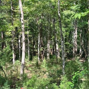 Photo #14 of Lot 25 Cutlass Road, Moneta, VA 0.5 acres