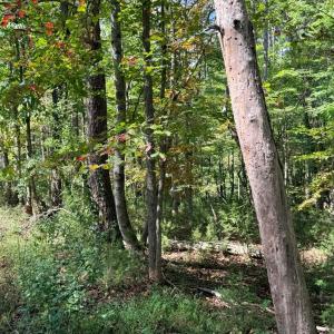 Photo #11 of Lot 25 Cutlass Road, Moneta, VA 0.5 acres