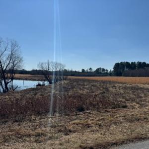 Photo #3 of Sturgeon Road, Dolphin, VA 11.2 acres
