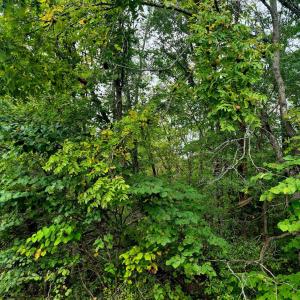 Photo #3 of Wildflower Lane, Dillwyn, VA 10.2 acres