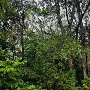 Photo #2 of Wildflower Lane, Dillwyn, VA 10.2 acres