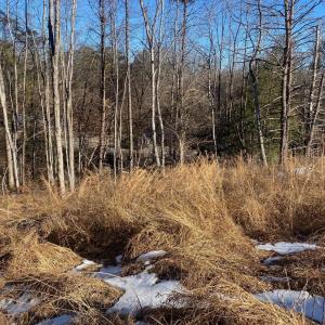 Photo #1 of Wright Shop Road, Madison Heights, VA 1.0 acres