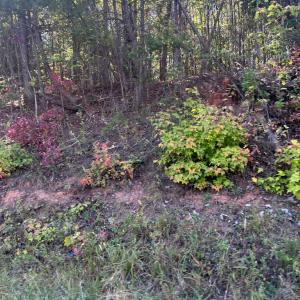 Photo #9 of Gallows Road, Gretna, VA 12.4 acres