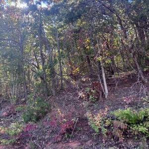 Photo #10 of Gallows Road, Gretna, VA 12.4 acres