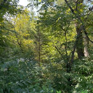 Photo #30 of Tin Top Place, Concord, VA 20.1 acres