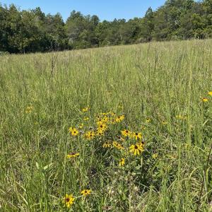 Photo #4 of Tin Top Place, Concord, VA 20.1 acres